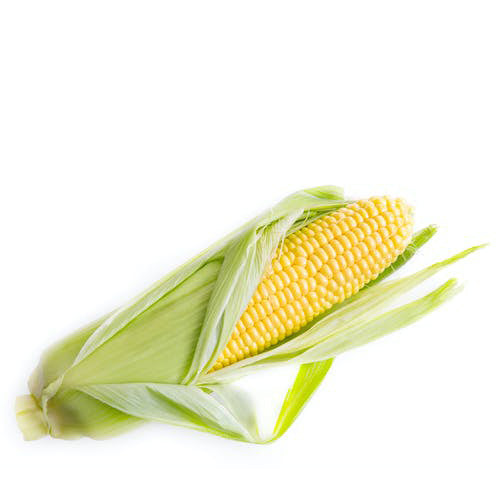 Corn Cob (each)