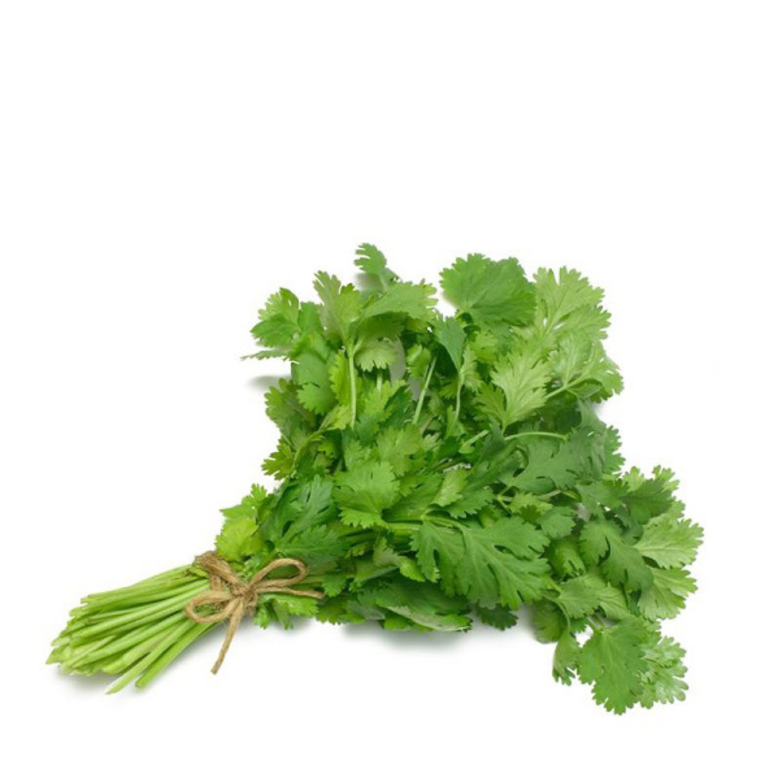 Fresh Coriander bunch