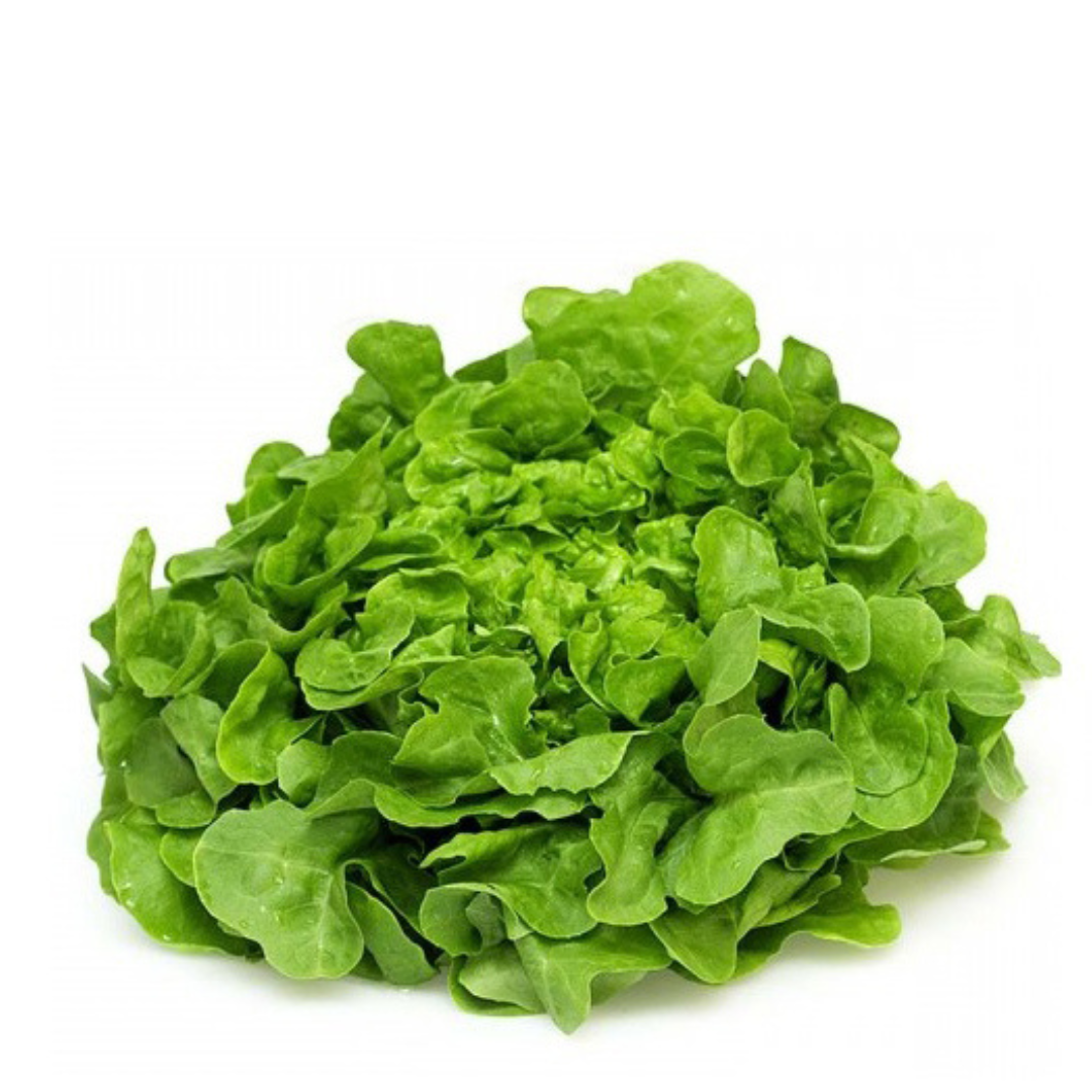 Oak Lettuce